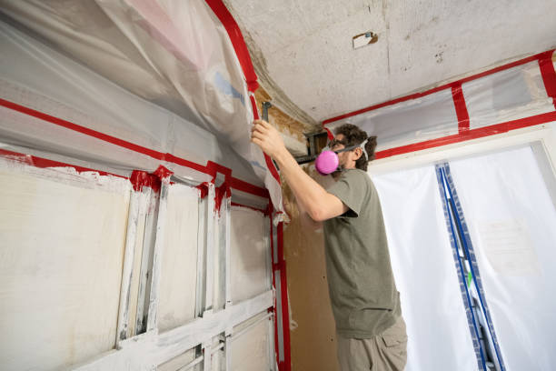 Professional Mold Removal in Boise City, OK